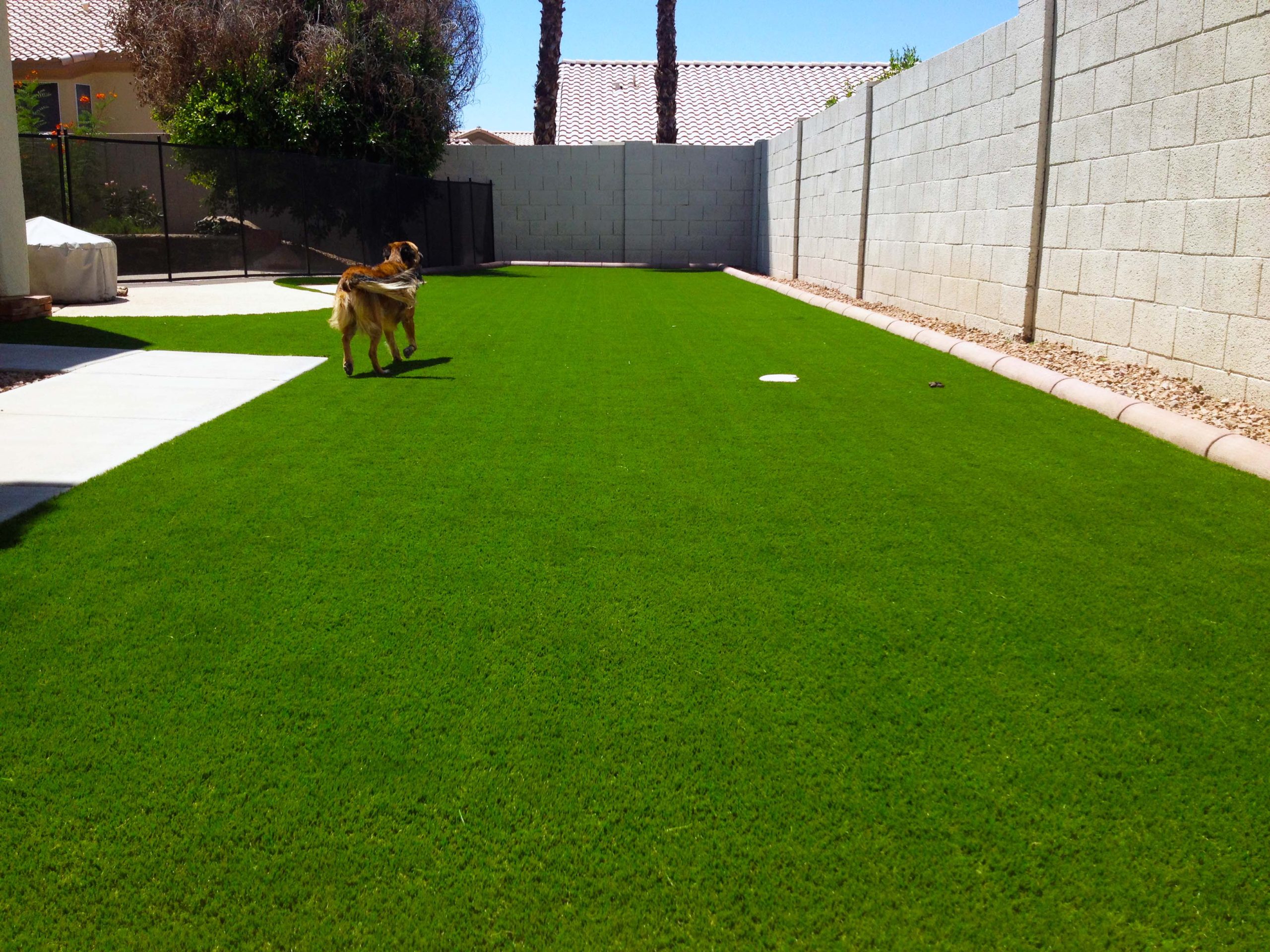 Pets Artificial Grass Masters