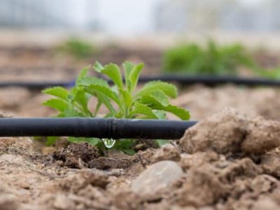 Irrigation For Plants