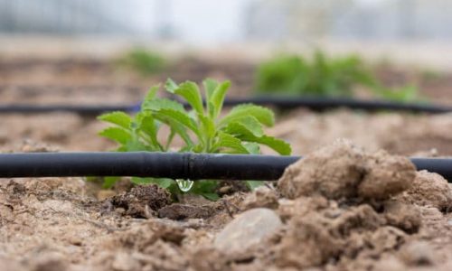 Irrigation For Plants Irrigation For Plants
